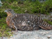 Birkhuhn Henne